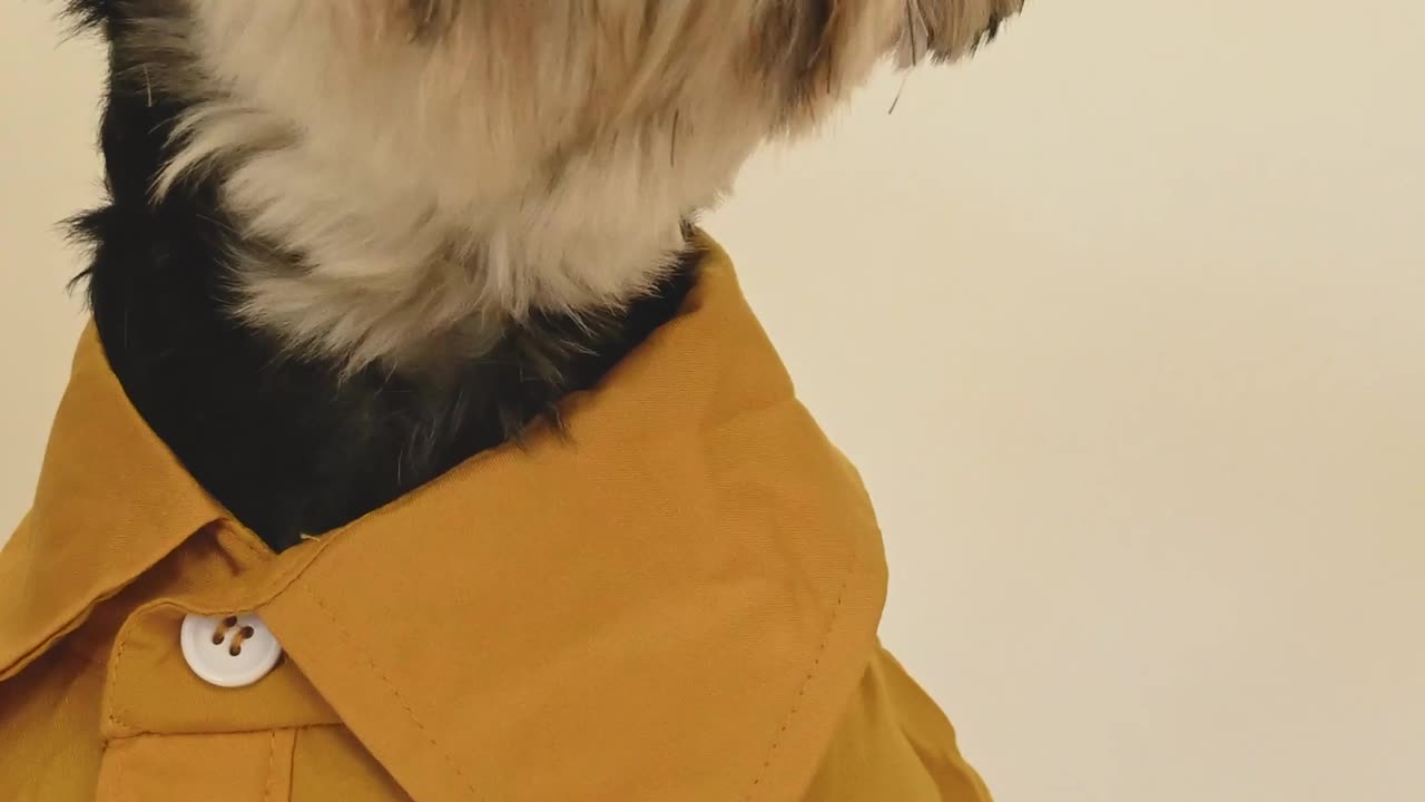 Funniest Cats and Dogs 🐶🐱 | Funny Animal Videos #9