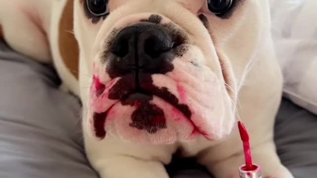 Layla the Bulldog Gets into Lip Stain