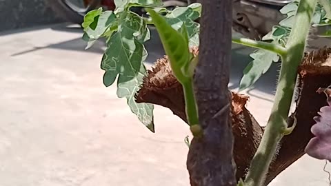 Jackfruit plant regrowth