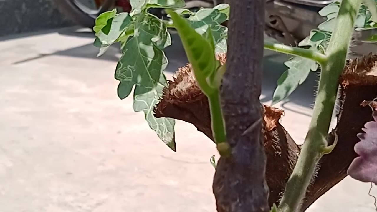 Jackfruit plant regrowth