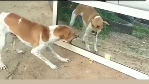 Animal funny video