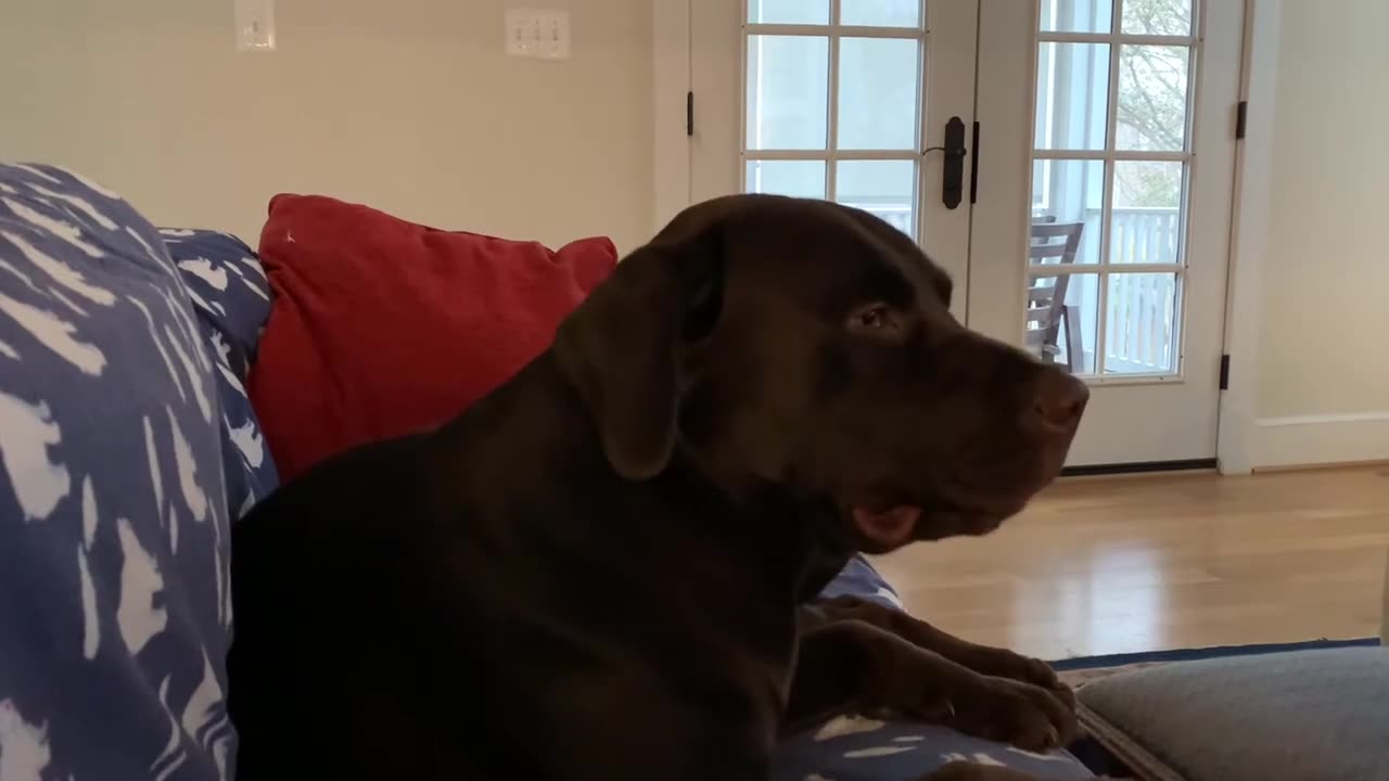 Dog video