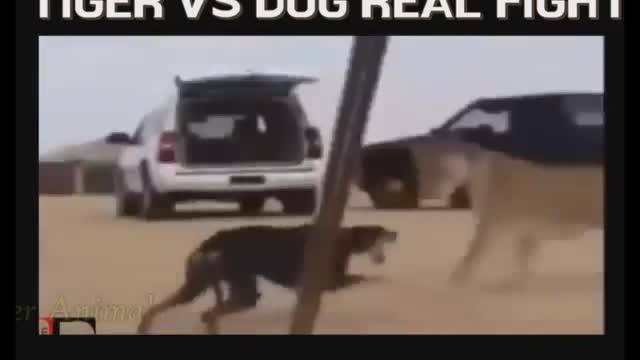 Dog vs Lion who's the king