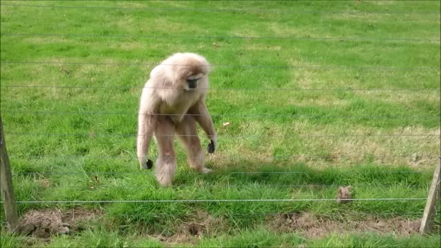 Gibbon freaks out over hedgehog