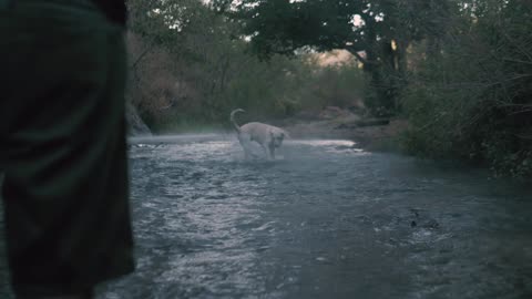 My doggy is playing with me