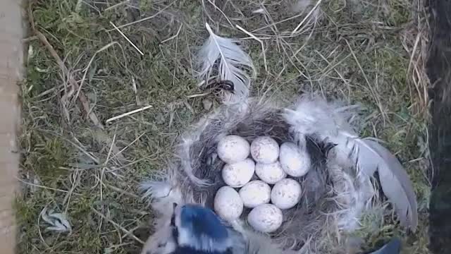 parents birds taking care of their babies