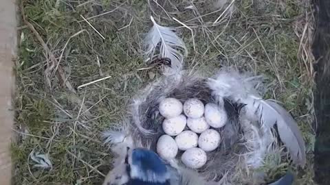 parents birds taking care of their babies