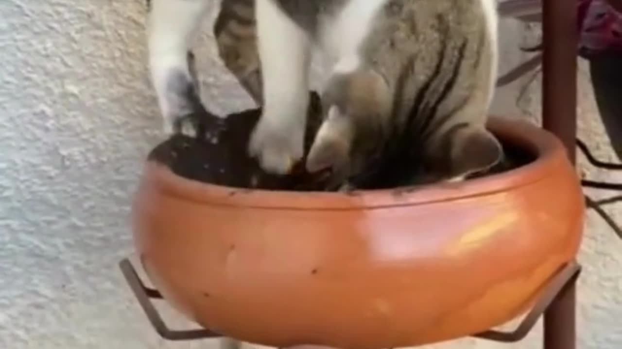 FELINOS APRONTANDO MUITO