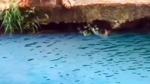funny #funny video#Must watch new funny comedy videos 2022 best amazing funny comedy