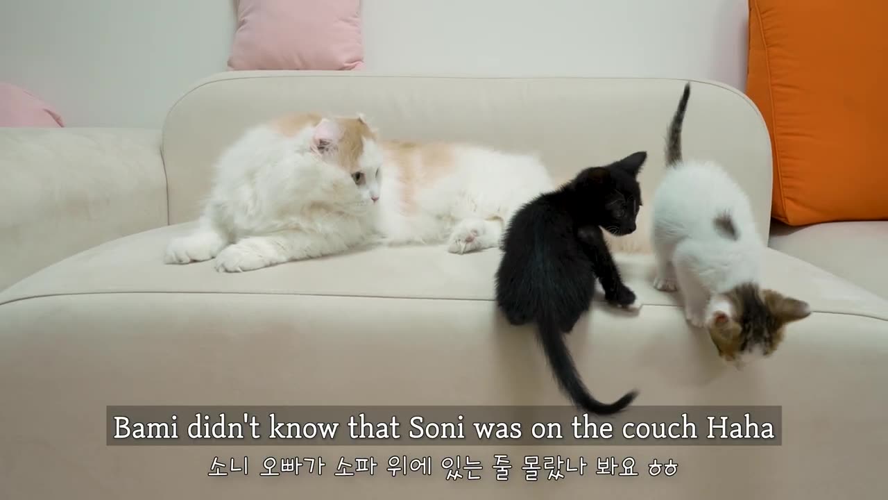 The Big Cat is Really Strict With Two Rescued Kittens │ Episode.16