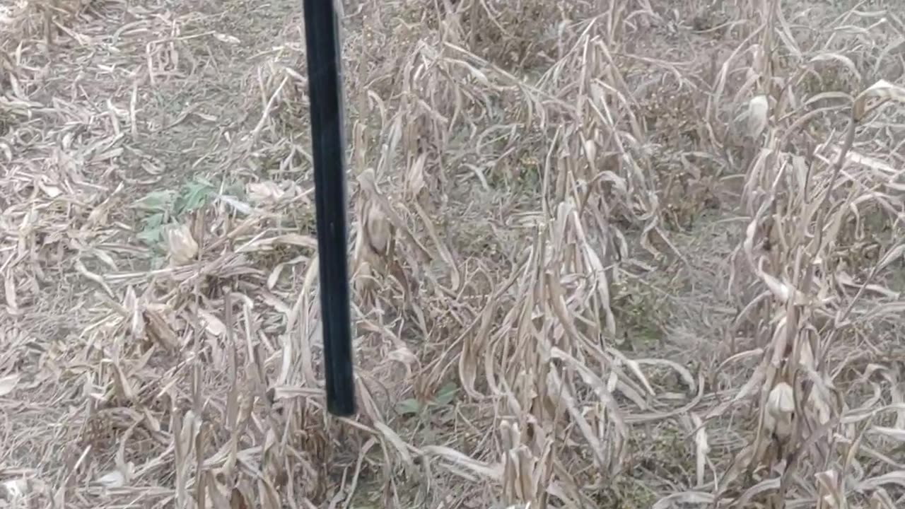 2022 Corn Harvest on Sommers Family Farm