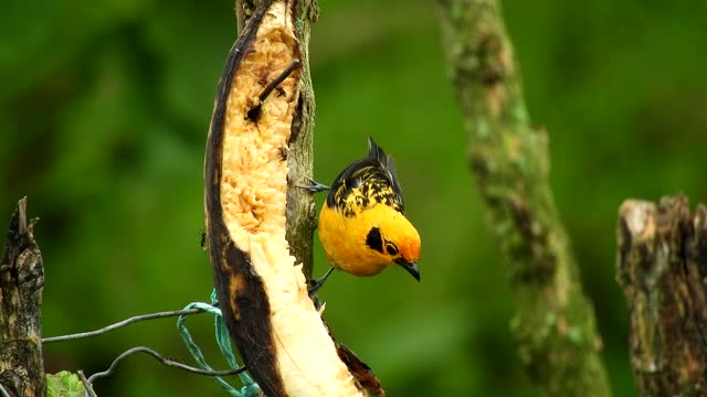 Beautiful yellow bird