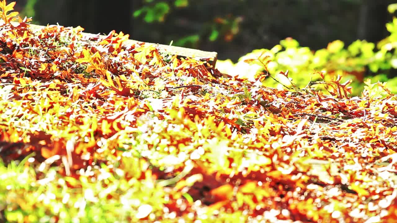 Fall Pathway (Free to Use HD Stock Video Footage)