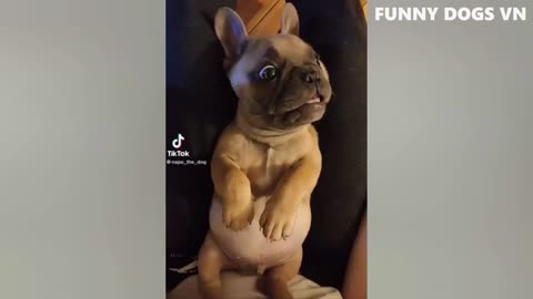 Funny Dogs And Cats - Try Not To Laugh Animals - 13