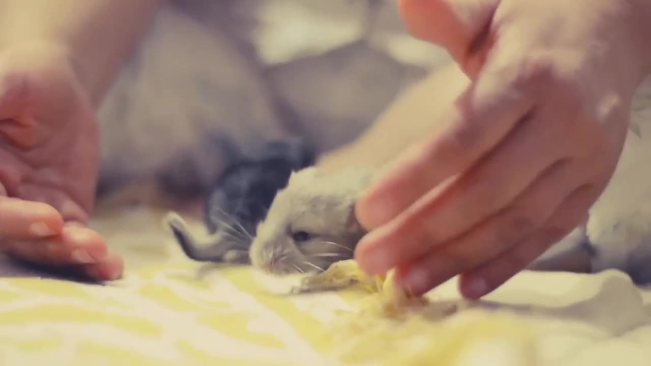 Cute Chinchilla Babies