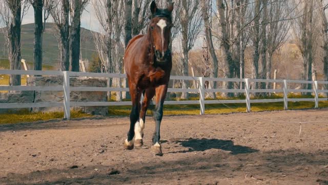 horse galloping around A ranch