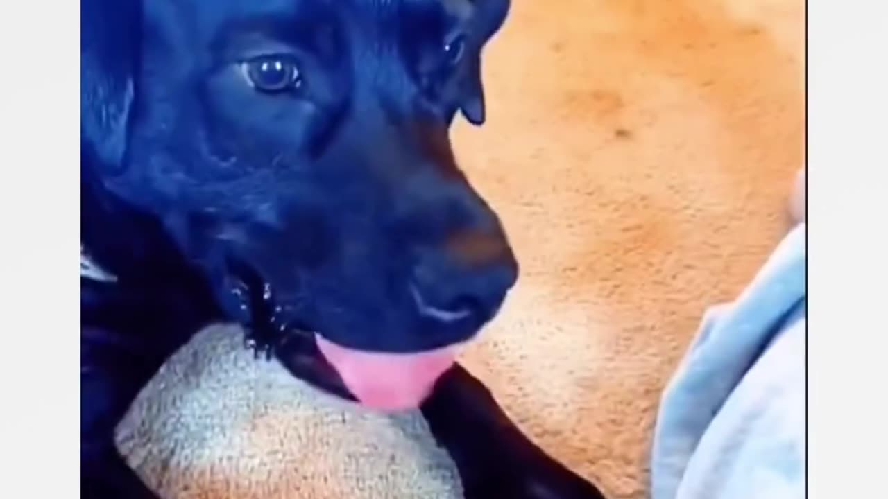 Funny animal videos