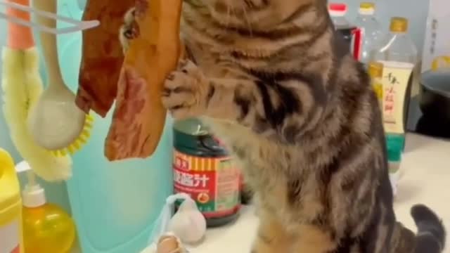 this cat is too satisfied to eat meat in the kitchen