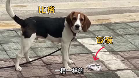 又有一例比格犬的盆盆被压扁