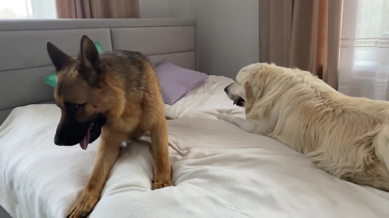 Golden Retriever and German Shepherd are Best Friends Forever