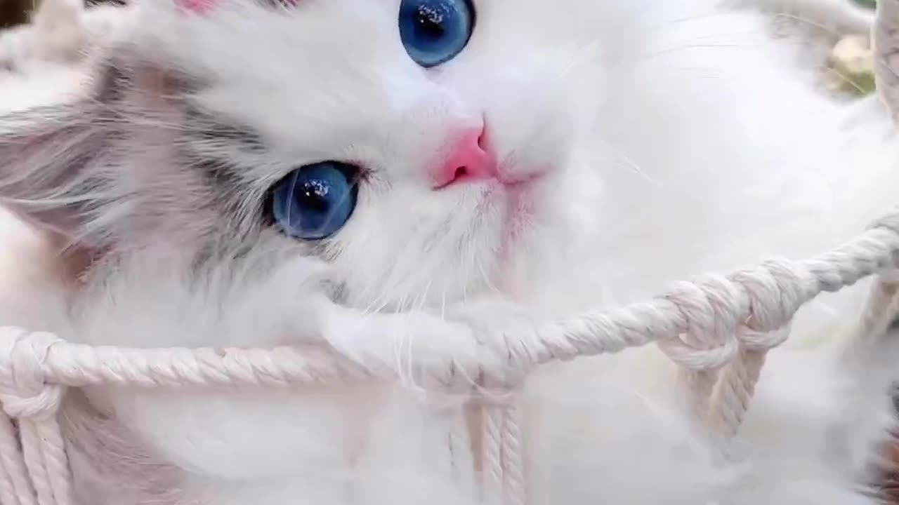 🥺😻How cute and beautiful cat