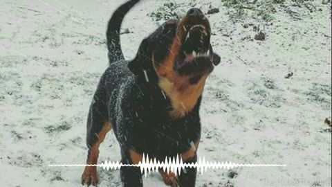 🎼Dog Barking Sound - Dog Sound Effect _ by the mobile ringtone.