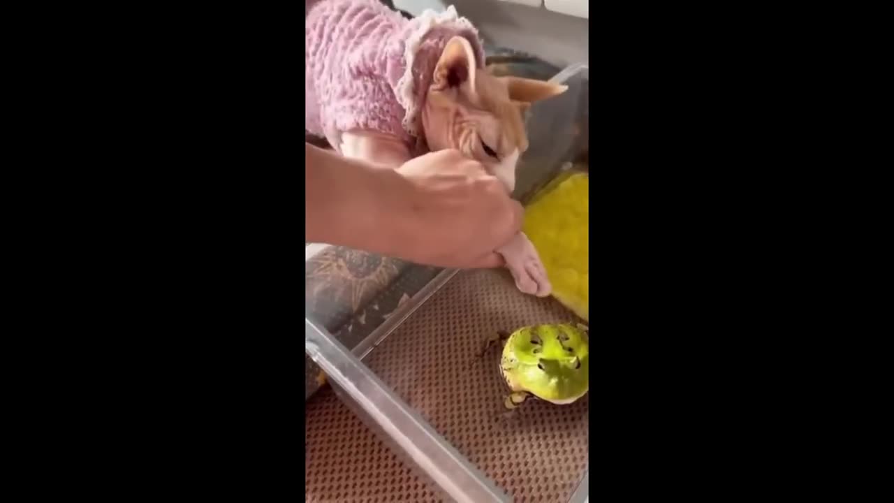 Funny animal clip