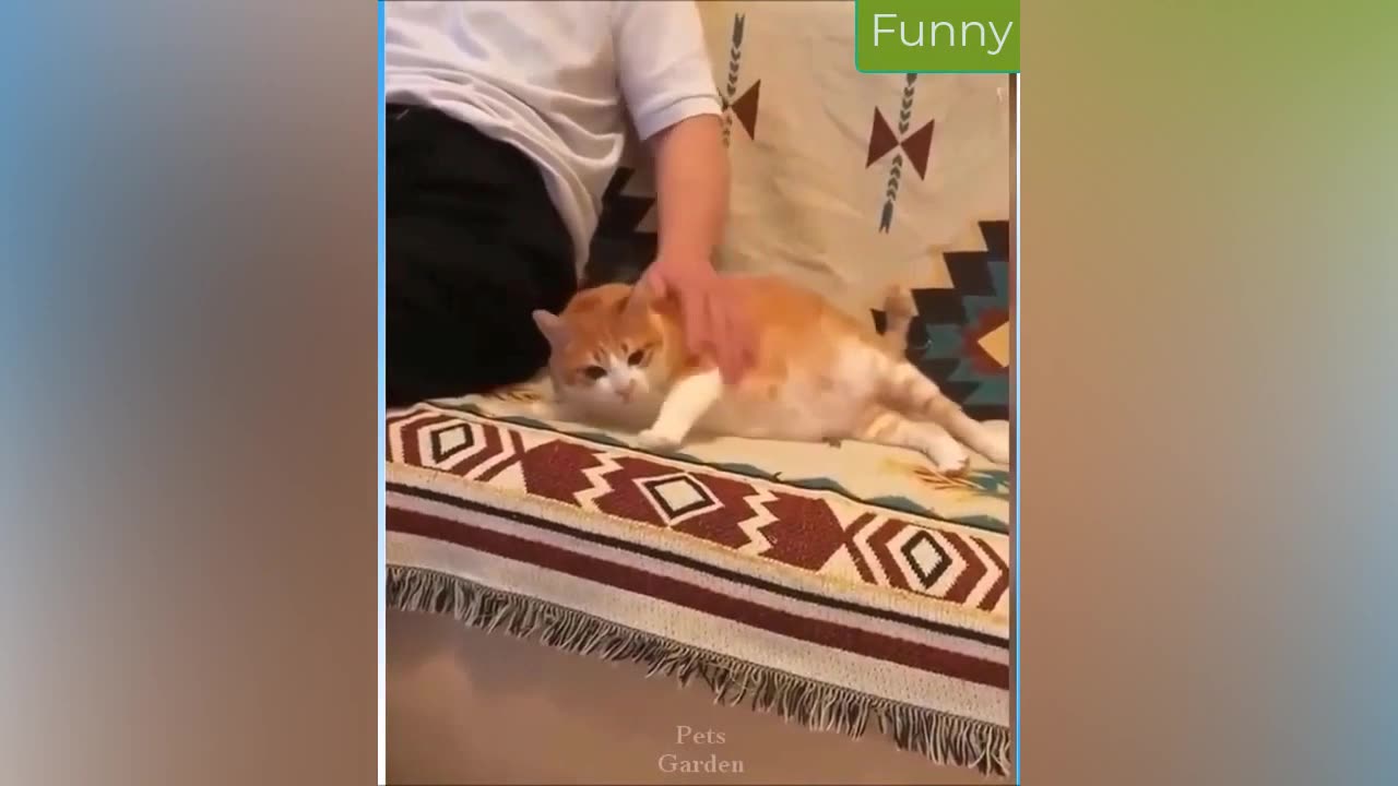 Best Funny Animal Videos 13