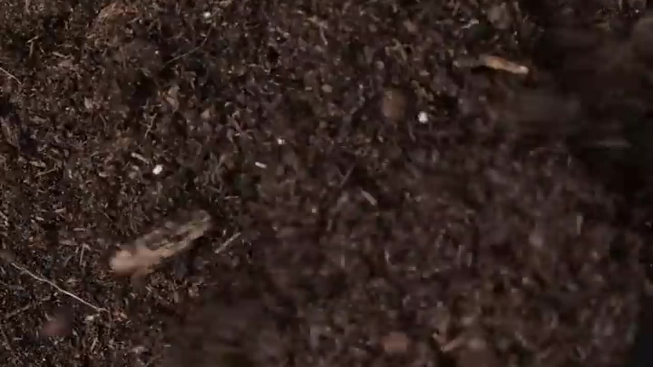 Fantastic plant Hacks