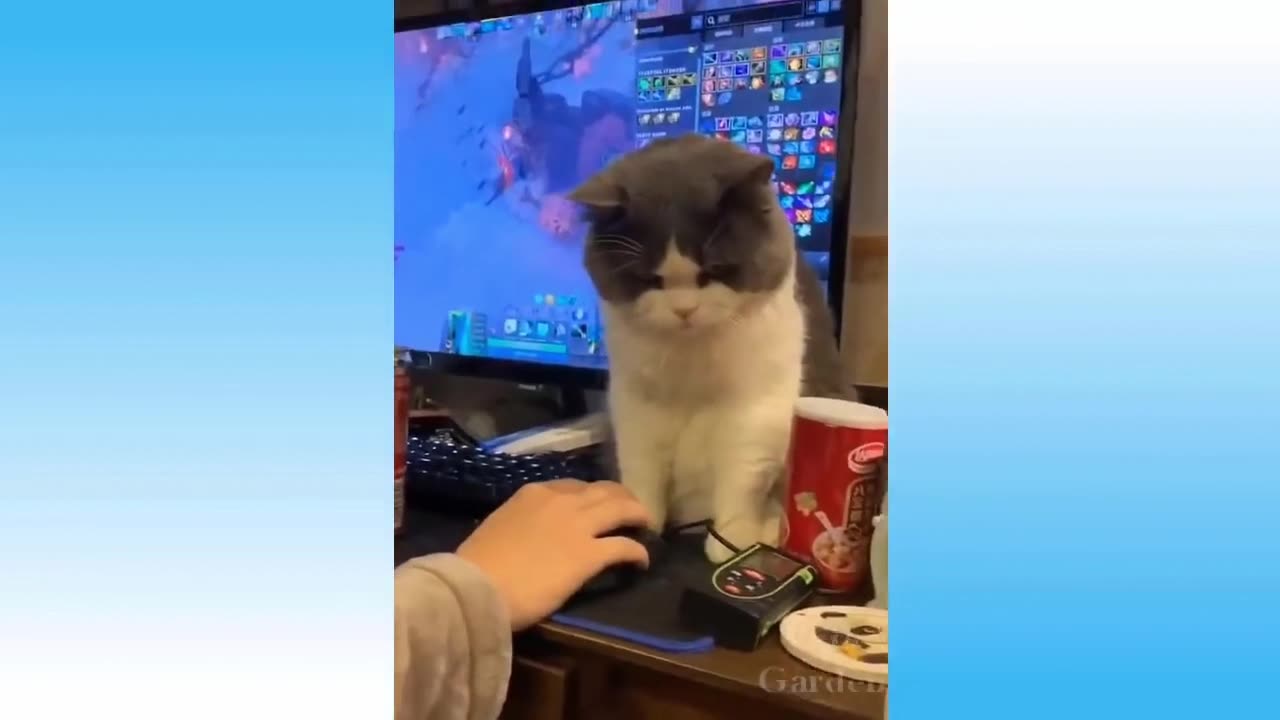 Funny animals