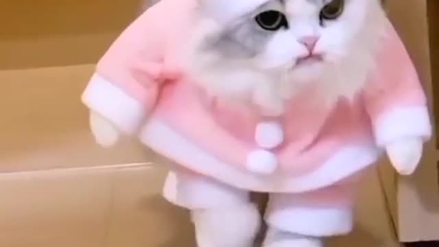 Cute cat funny video| cute cats | cats