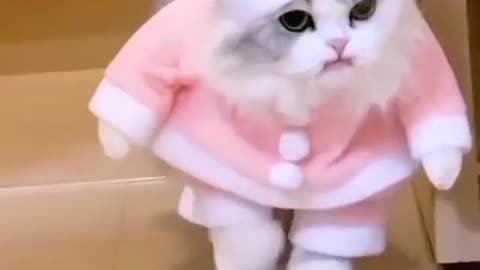 Cute cat funny video| cute cats | cats