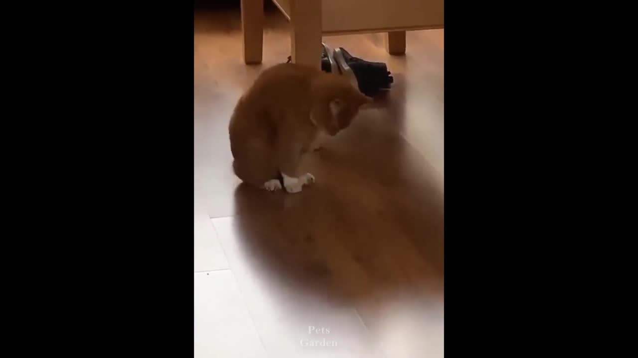 Funny cat