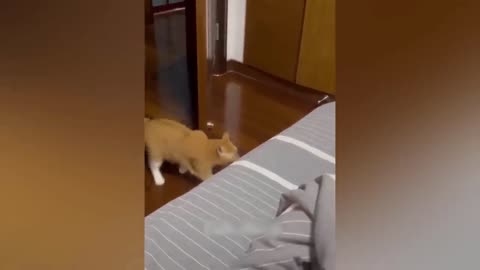 Funny cats and dogs
