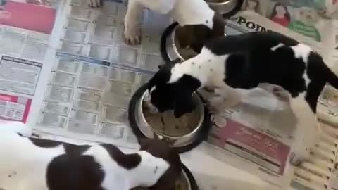 Chow Call
