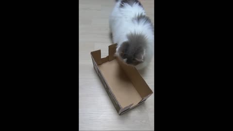 (This box was totally for me!) Cat's thoughts