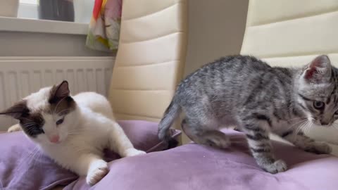 Funny Cat Attacked by Cute Kitten