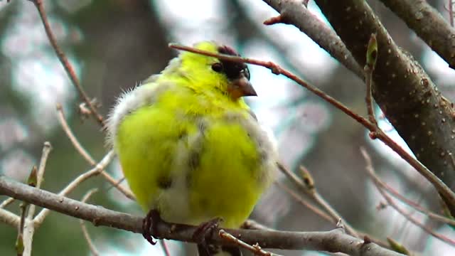 Goldfinch