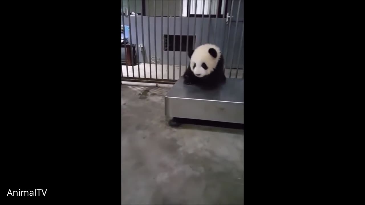 Cute baby panda