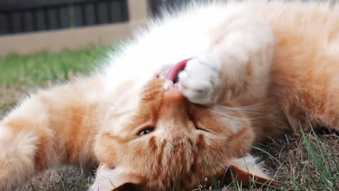 Lazy Cat in garden