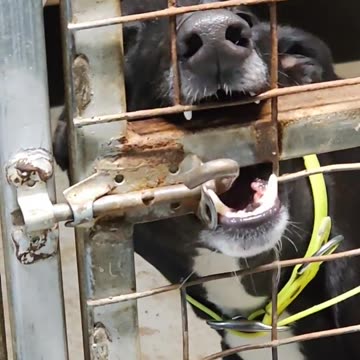 This Dog has a talent to open the lock