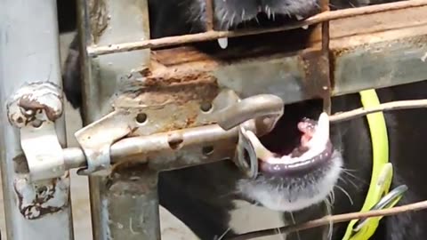 This Dog has a talent to open the lock