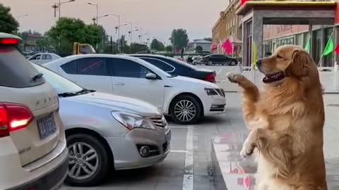 Ingenious Dog Directing Owner Reverse Parking