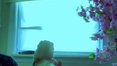 Do u have a pet Which type of pet