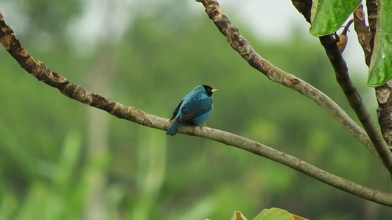 Beautiful Bird