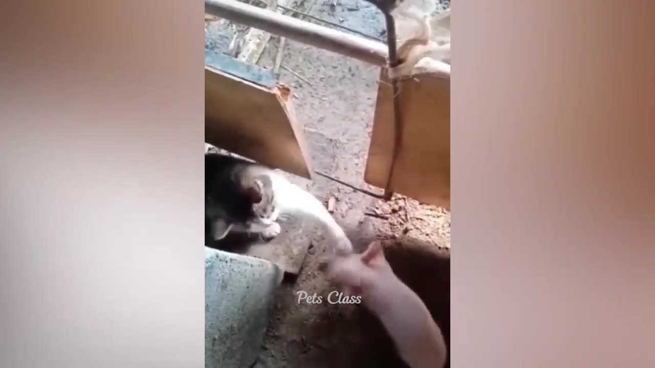 Funniest Animals 2023 π Funny Dogs and Cats Videos πΊπΆ