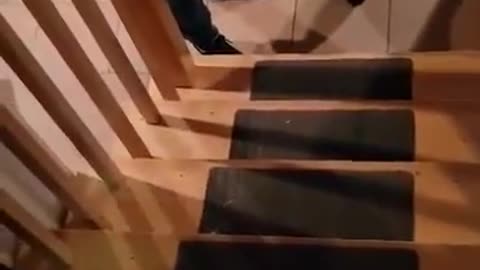 Black lab puppy learning How To Go Up The Stairs #blacklabradorretriever #blacklab