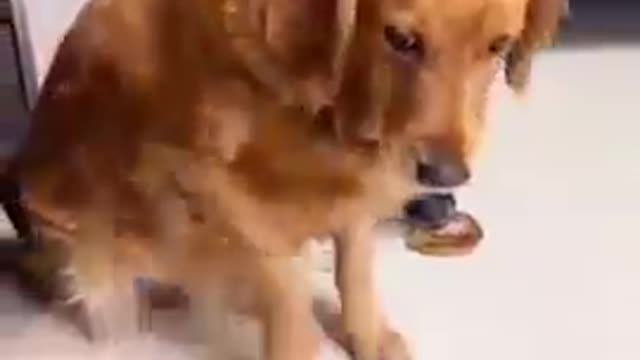 Why mostly people love dogs?? Must be see this video a kind dog #shorts #dog