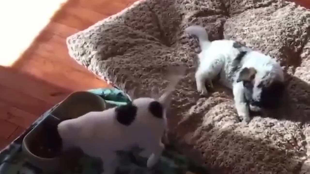 Funny video of dog