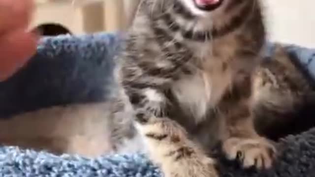 OMG So Cute Cats ♥ Best Funny Cat ❤️🐈Videos 2021 #shorts